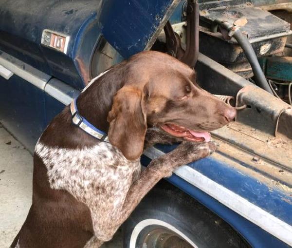 /Images/uploads/Southeast German Shorthaired Pointer Rescue/segspcalendarcontest2018/entries/8625thumb.jpg